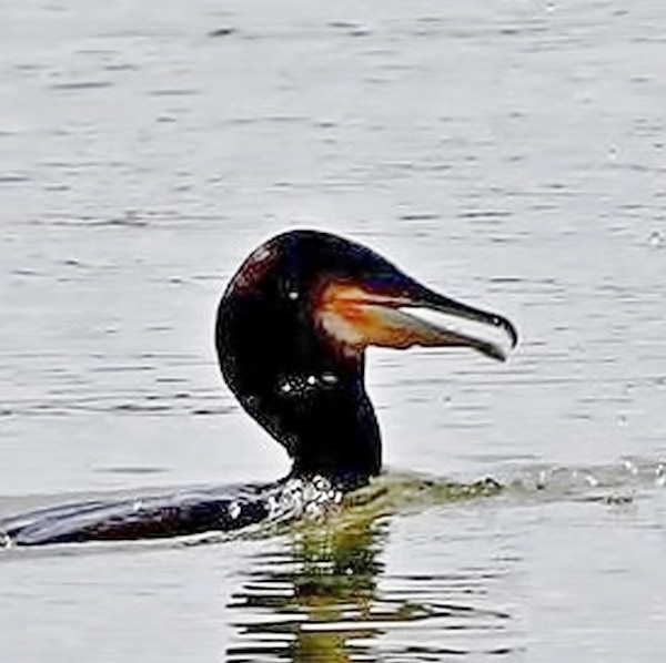 Phalacrocorax carbo